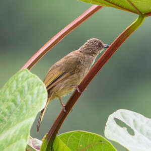 Asian Red-eyed Bulbul - Pycnonotus brunneus