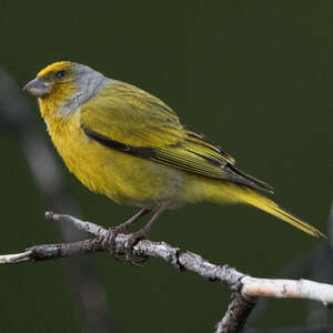 Serin du Cap