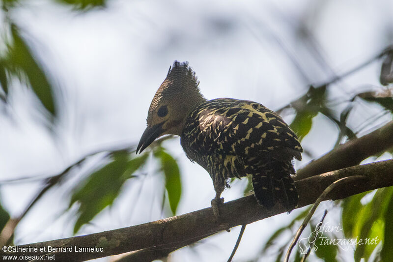 Buff-rumped Woodpecker male adult, identification