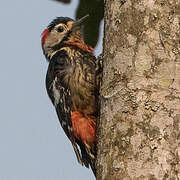 Necklaced Woodpecker