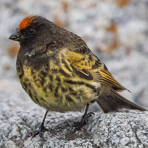 Serin à Front Rouge Serinus Pusillus