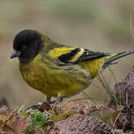 Serin à tête noire