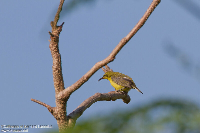 Ornate Sunbird