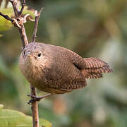 Southern House Wren