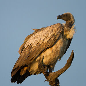 White-backed Vulture : Pictures.