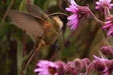 Colibri fauve