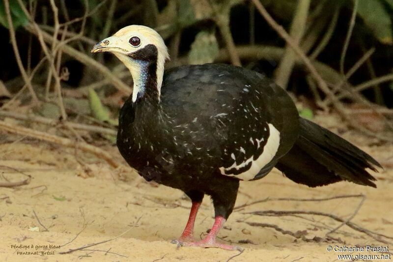 Blue-throated Piping Guan