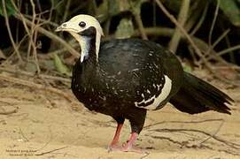 Blue-throated Piping Guan