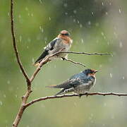 Pacific Swallow