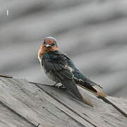 Pacific Swallow