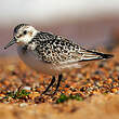 Bécasseau sanderling