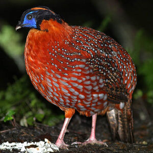 Temminck's Tragopan - Tragopan temminckii