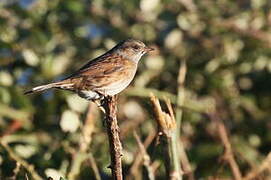 Dunnock