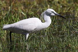 Aigrette garzette