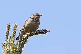 Woodlark