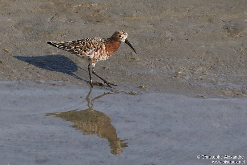 Curlew Sandpiperadult breeding