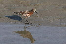 Curlew Sandpiper