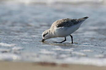 Bécasseau sanderling