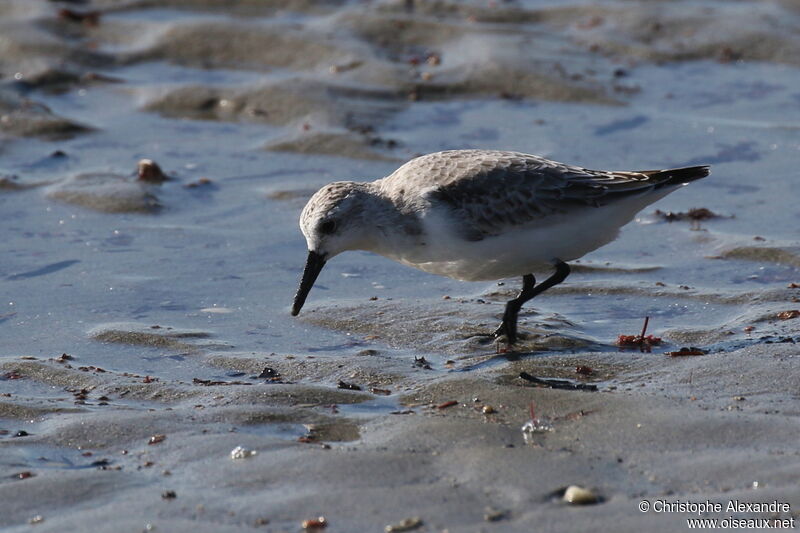 Sanderlingadult post breeding