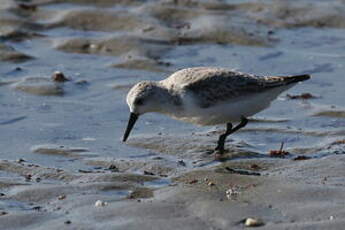 Bécasseau sanderling