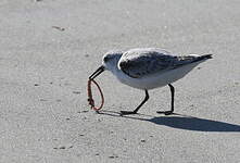 Bécasseau sanderling