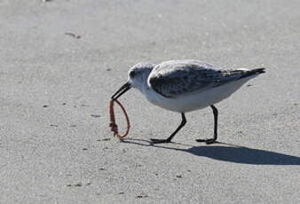 Bécasseau sanderling