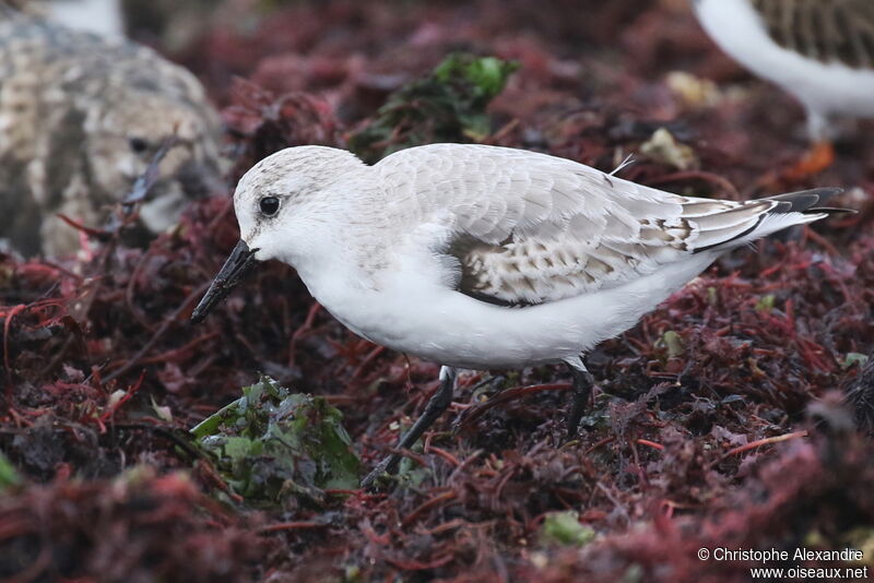 Bécasseau sanderling1ère année