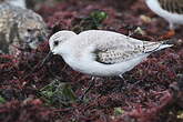 Bécasseau sanderling