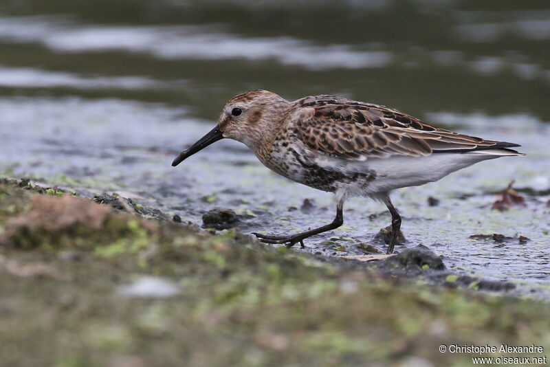 Dunlinadult post breeding