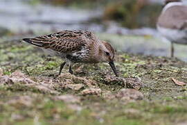 Dunlin