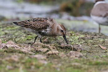 Bécasseau variable