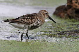 Dunlin