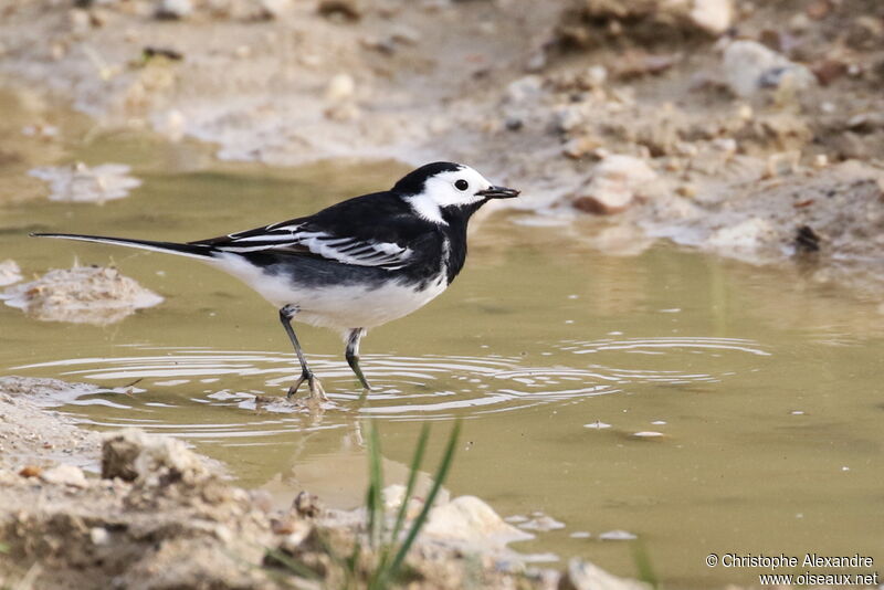 White Wagtail (yarrellii)adult