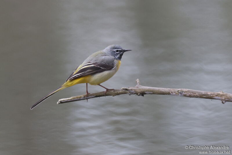 Grey Wagtail male adult