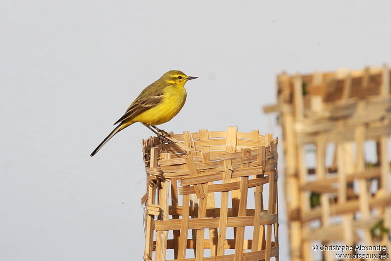 Western Yellow Wagtail (flavissima)