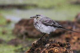 White Wagtail