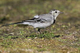 White Wagtail