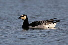 Barnacle Goose