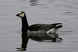 Barnacle Goose