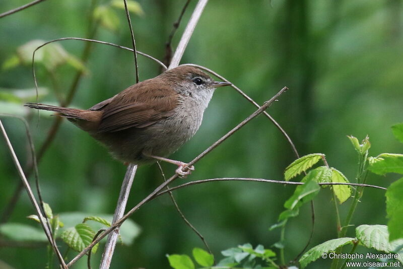 Cetti's Warbleradult