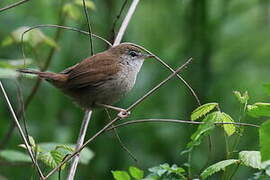 Cetti's Warbler