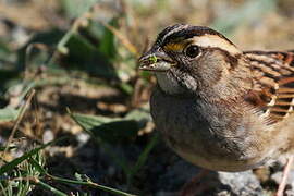 White-throated Sparrow