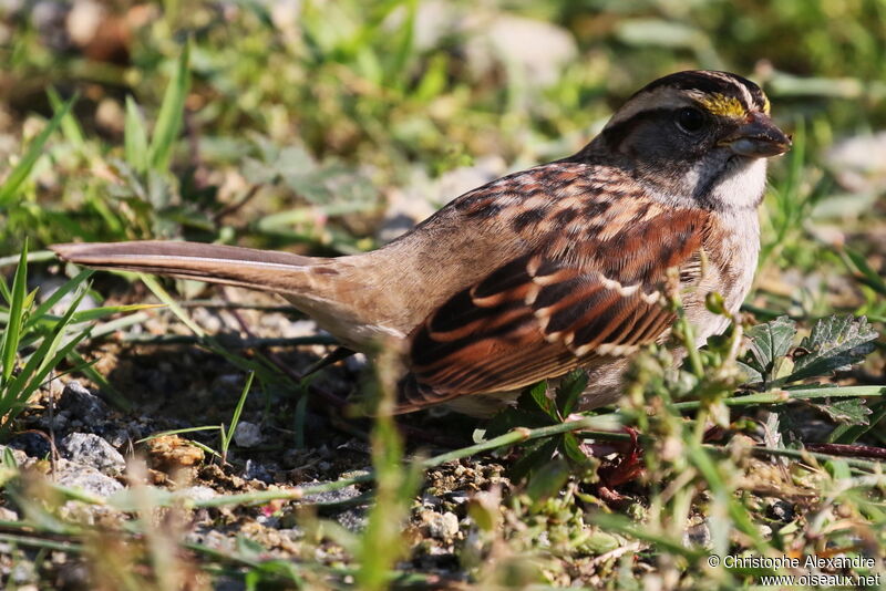 White-throated Sparrowadult