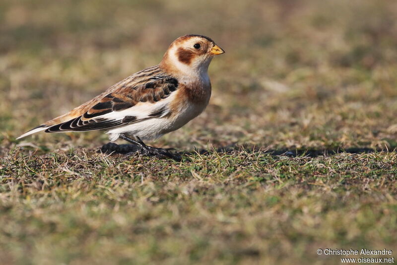 Snow Bunting male adult post breeding