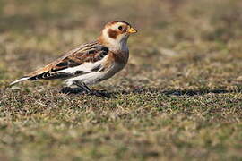 Snow Bunting