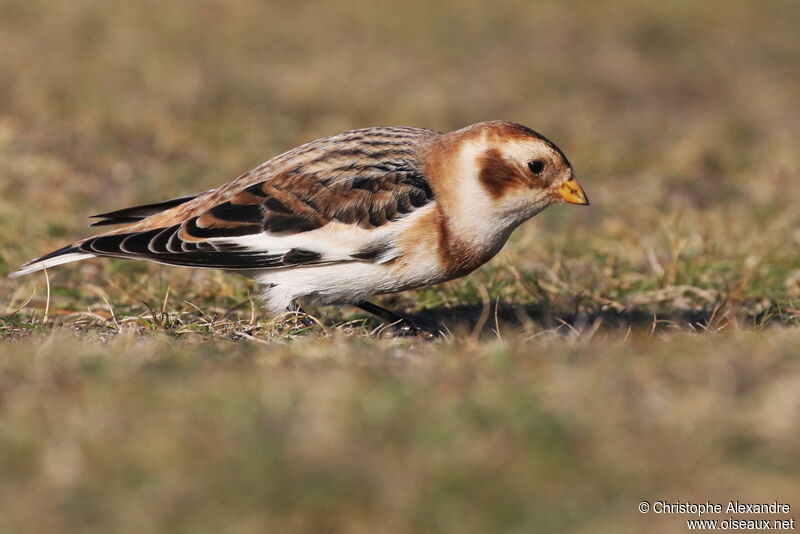 Snow Bunting male adult post breeding