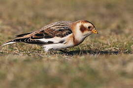 Snow Bunting