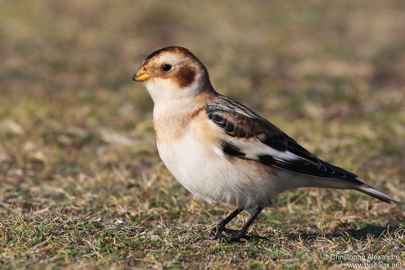 Snow Bunting female adult post breeding