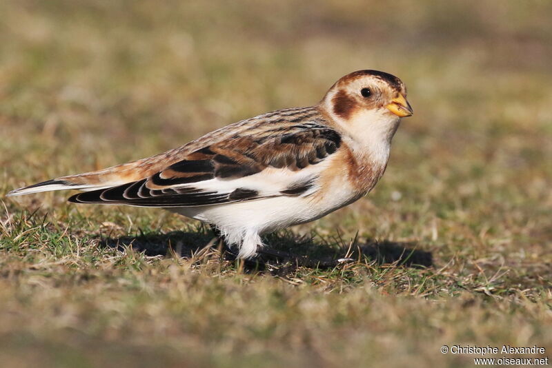 Snow Bunting male adult post breeding