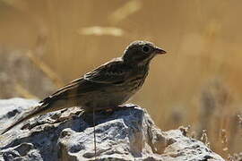 Ortolan Bunting